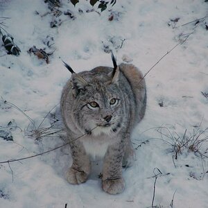 zufriedener Luchs nach Fütterung