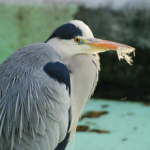 Graureiher 
(Besucher im Zoo Krefeld)