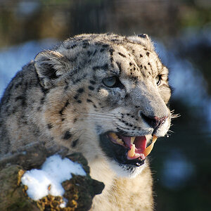 Schneeleopard 
(Zoo Krefeld)