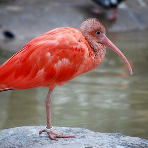 Zoo Duisburg 04