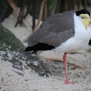 Zoo Duisburg 05