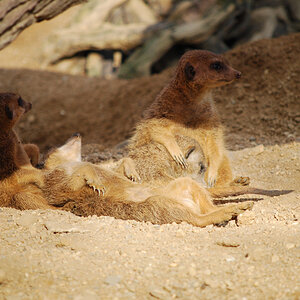 Zoo Duisburg 06