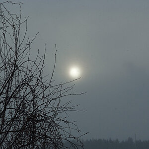 wintergrau