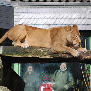Zoo Duisburg 08