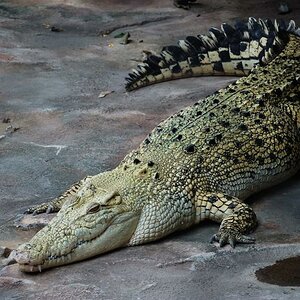 kroko...