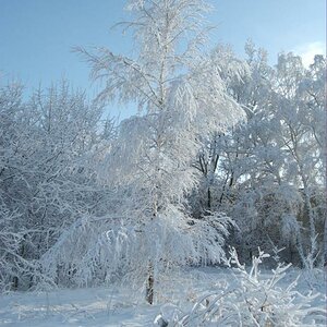 Winterspaziergang Feb. 2009 Baum 1