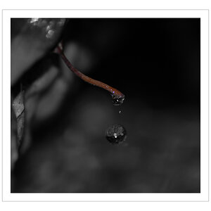 Tropf...