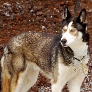 Husky1000
