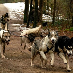 Husky11000