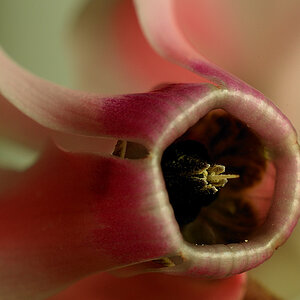 Alpenveilchen_9274b