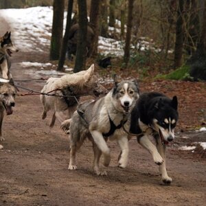 Husky1 [] []