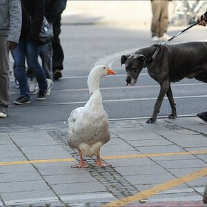 street gans 2W