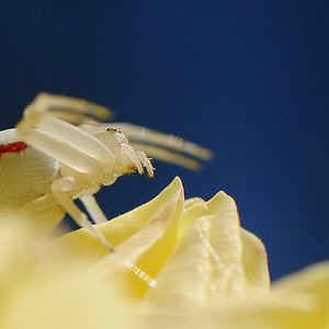 Spinne-x