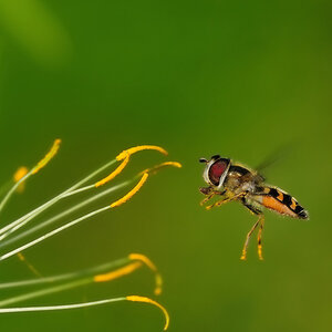 Schwebfliege-x