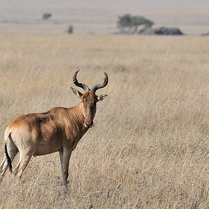 Coke's Kuhantilope (Kongoni)
Serengeti, Wandamu Kopjes
3107