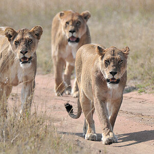 Warum über die Wiese laufen, wenn es eine Straße gibt?
3 Löwinnen bei Wandamu Kopjes, Serengeti
5381