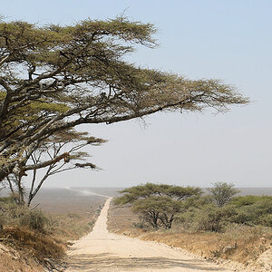 Straße von Naabi Hill in die Serengeti Ebene
2495