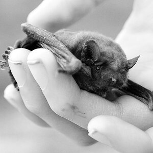 bat