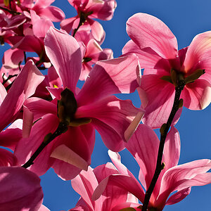 Magnolien