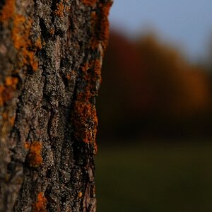 DSC 8052 crop