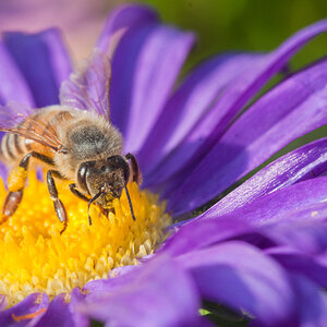 Bienen 103 Final Small