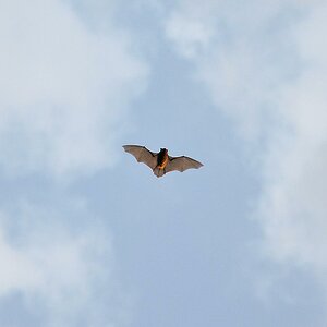 Fledermaus