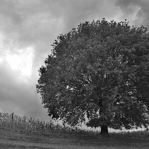 Baum