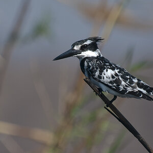 namibia 23