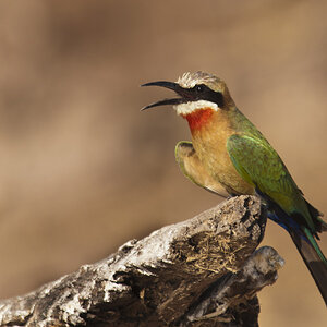 namibia 24