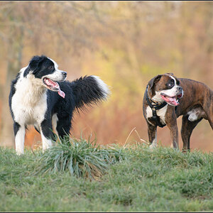 Hunde im Herbst