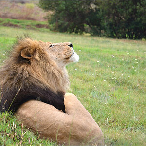 Lion1