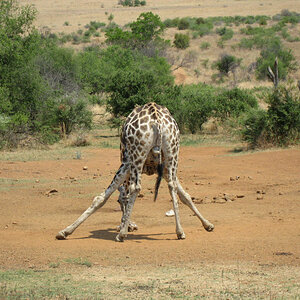 Giraffe