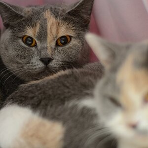 Katzenporträts DSC 5109