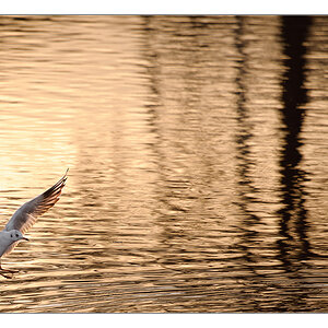 Landung im Abendrot