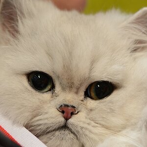 Katzenporträts DSC 5275
