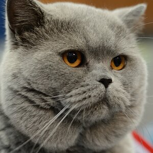 Katzenporträts DSC 5336