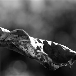 BlattDSC 0180
