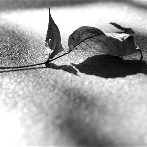 BlattDSC 0179