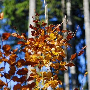 Herbst 2011 2