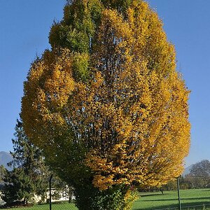 herbst03