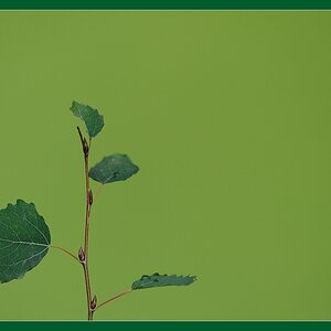 Grüner Zweig   Wassergraben