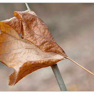 Blatt 3