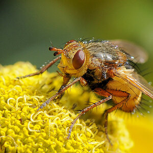 Fliege 2