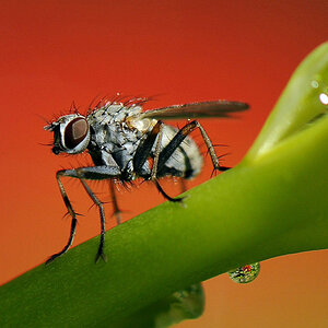 Fliege 3
