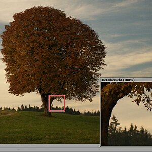 Baum 100proz