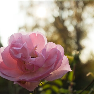 Rose im November 2