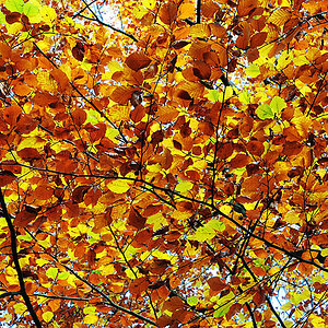 DSC 2466fsks