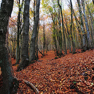 DSC 2502fsks