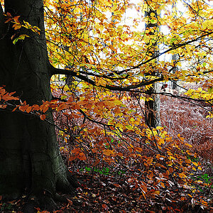 DSC 2425fsks