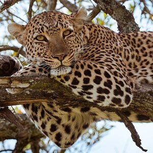 Masai Mara Leopard